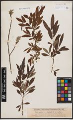 Salix aurita L. x Salix viminalis L.